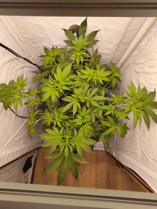 Lemon Cherry Gelato F1 Zamnesia. Week 5