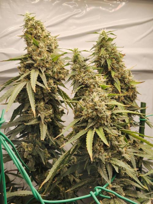 AK 47. Week 12