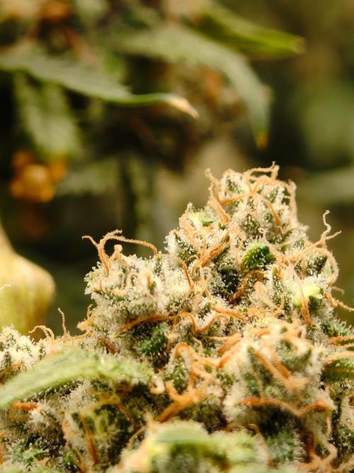 GG#4 by Zamnesia. Week 14