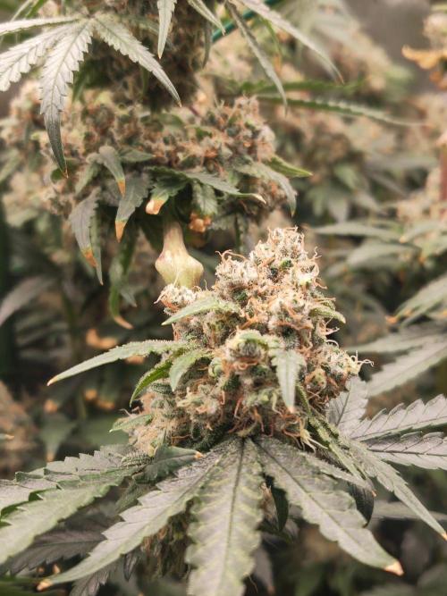 GG#4 by Zamnesia. Week 14