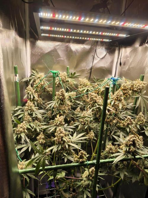 Grow Tent MyHomeGrow 60x60x180. Week 14