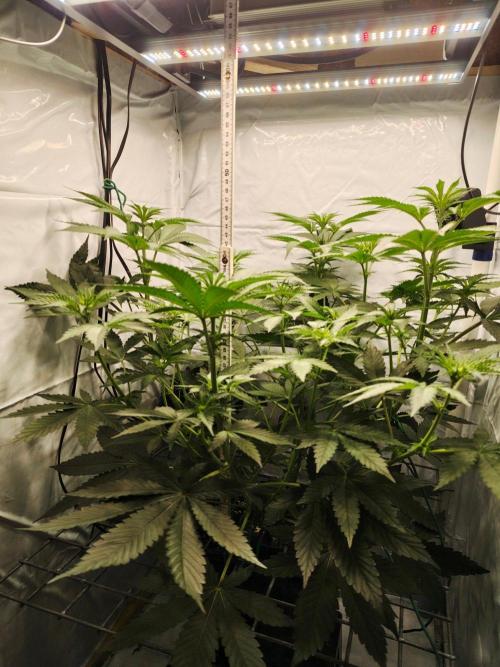 Lemon Cherry Gelato F1 Zamnesia. Week 6