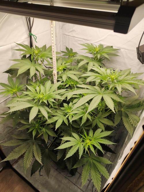 Lemon Cherry Gelato F1 Zamnesia. Week 6