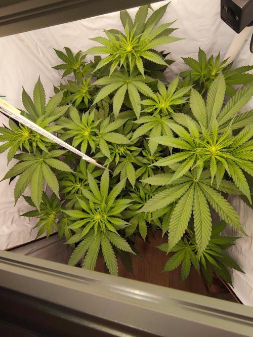 Lemon Cherry Gelato F1 Zamnesia. Week 6