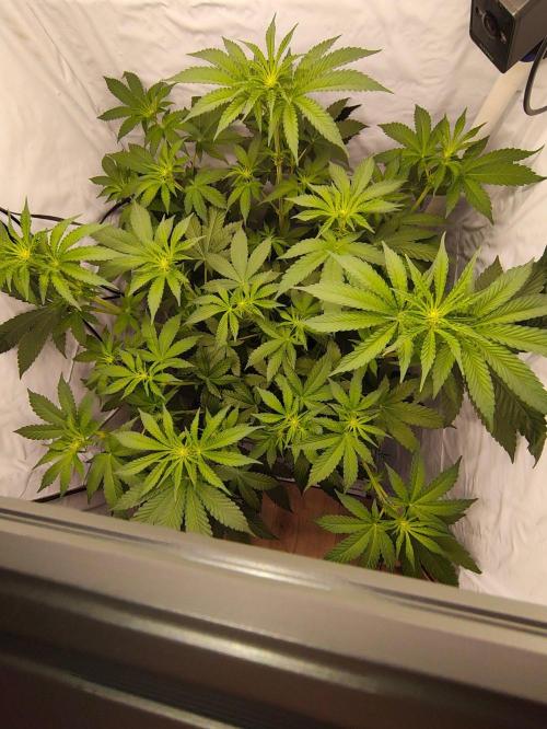 Lemon Cherry Gelato F1 Zamnesia. Week 6