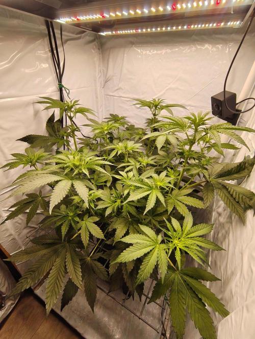 Lemon Cherry Gelato F1 Zamnesia. Week 6