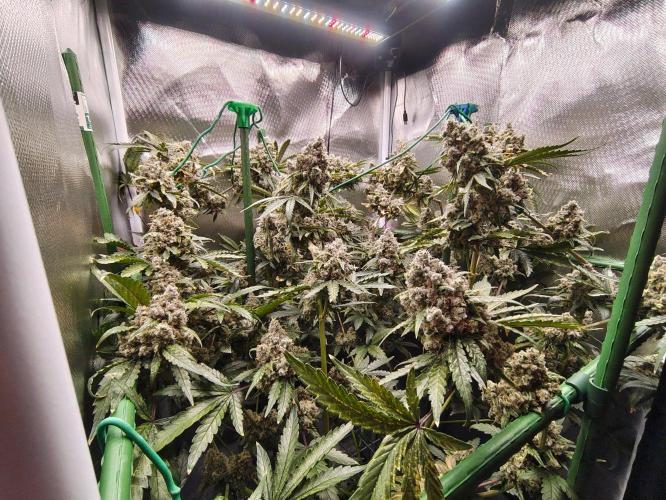 GG#4 by Zamnesia. Week 15