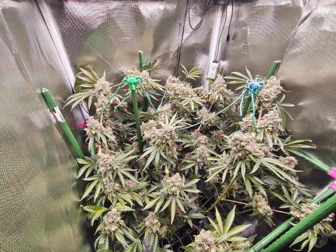GG#4 by Zamnesia. Week 15