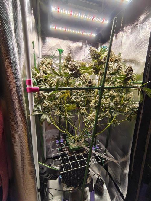 GG#4 by Zamnesia. Week 15