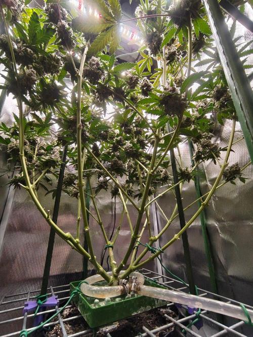 GG#4 by Zamnesia. Week 15