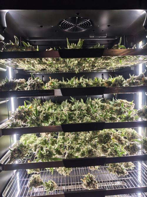 Grow Tent MyHomeGrow 60x60x180. Week 15