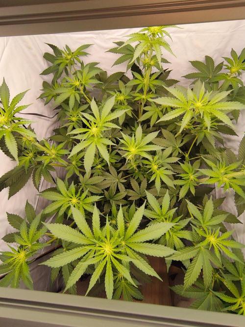 Lemon Cherry Gelato F1. Week 6