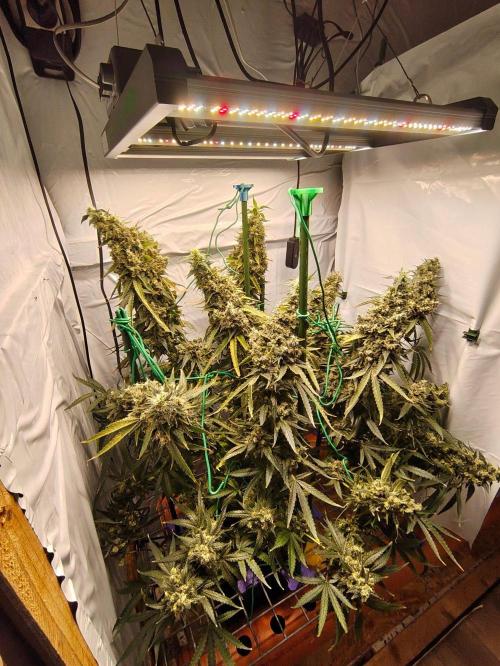 AK 47. Week 13
