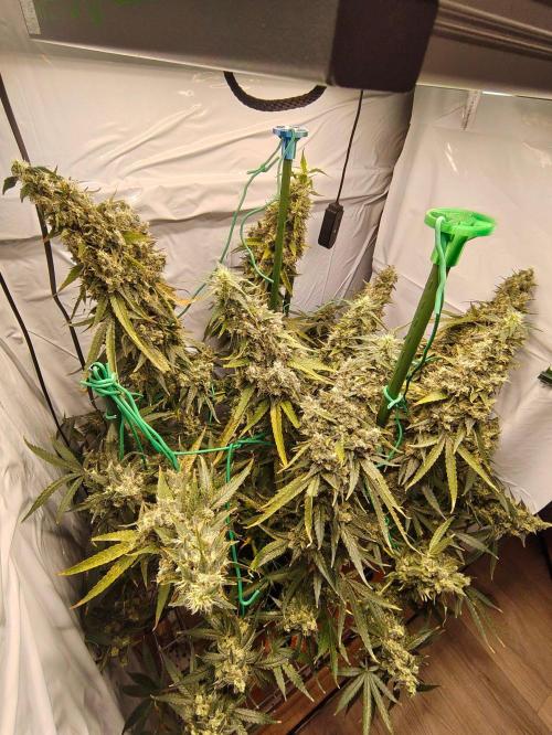 AK 47. Week 13