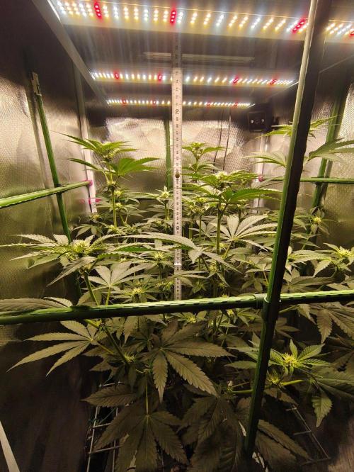 Lemon Cherry Gelato F1 Zamnesia. Week 7