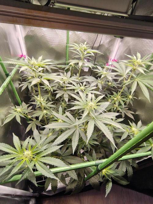 Lemon Cherry Gelato F1 Zamnesia. Week 7