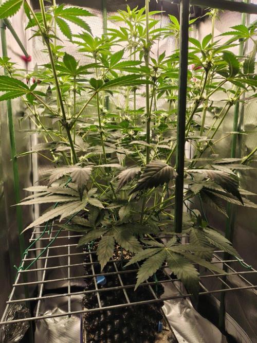 Lemon Cherry Gelato F1 Zamnesia. Week 7