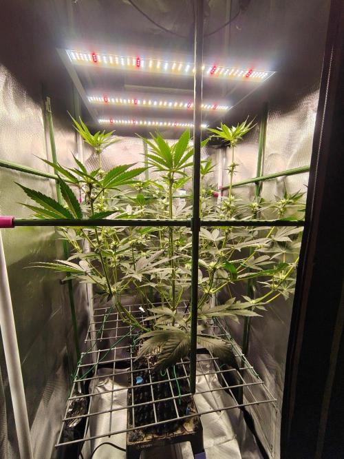 Lemon Cherry Gelato F1 Zamnesia. Week 7