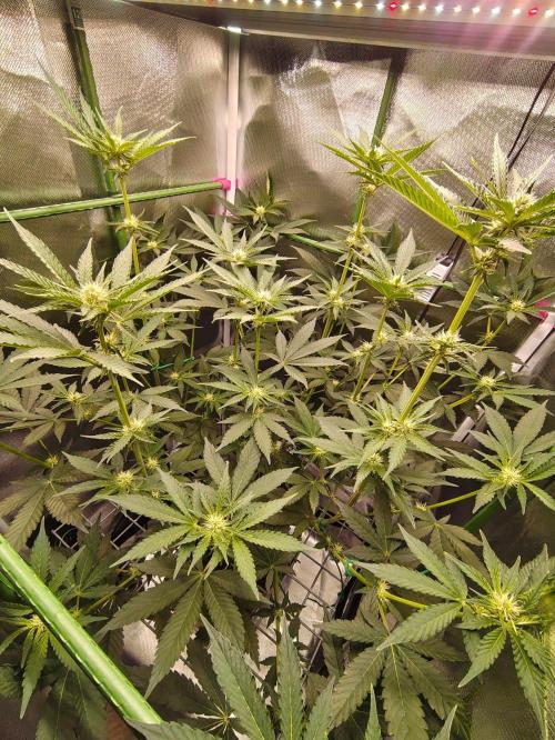 Lemon Cherry Gelato F1 Zamnesia. Week 7