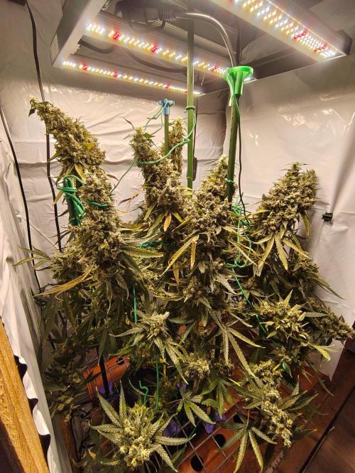 AK 47. Week 14