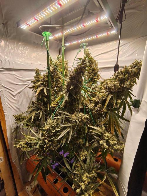 AK 47. Week 14