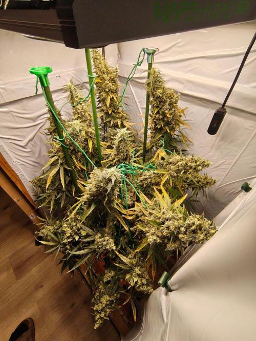 AK 47. Week 14
