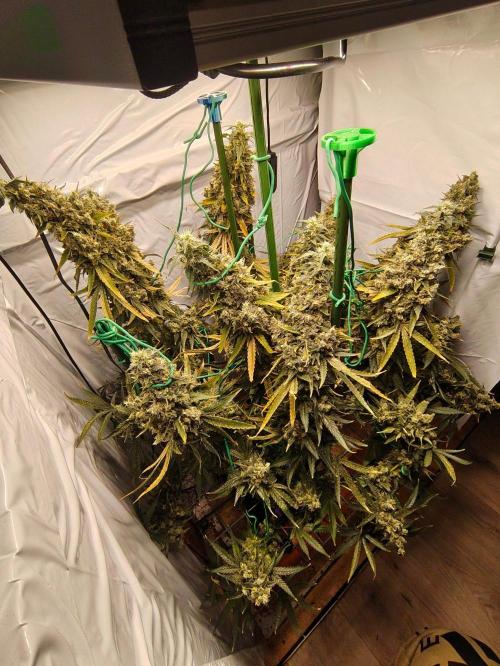 AK 47. Week 14