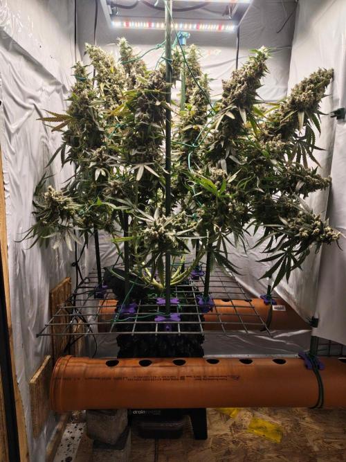 AK 47. Week 14