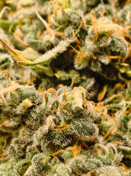 AK 47. Week 14