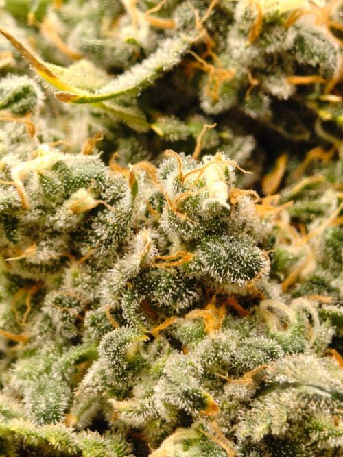 AK 47. Week 14