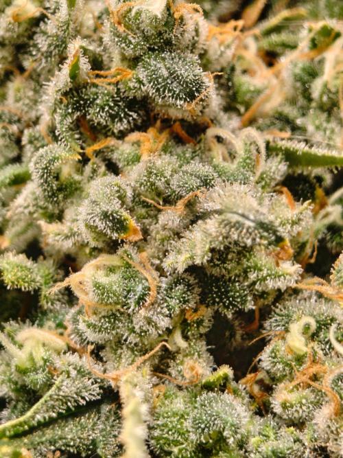AK 47. Week 14