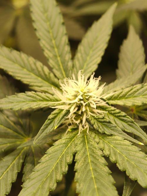 Lemon Cherry Gelato F1 Zamnesia. Week 7