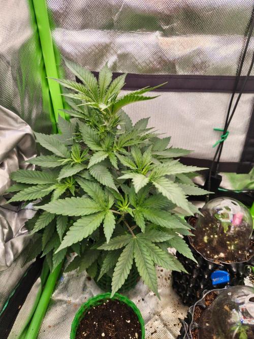 Lemon Cherry Gelato F1 Zamnesia. Week 7