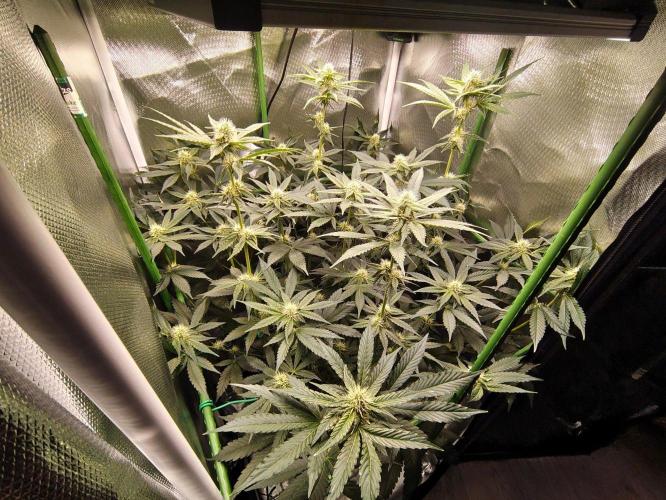 Lemon Cherry Gelato F1 Zamnesia. Week 8