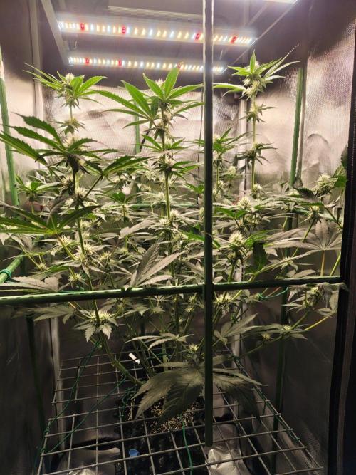 Lemon Cherry Gelato F1 Zamnesia. Week 8