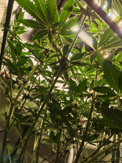 Lemon Cherry Gelato F1 Zamnesia. Week 8