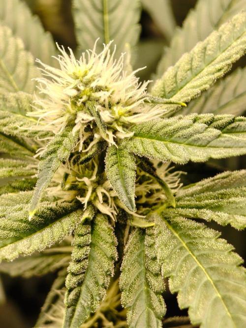 Lemon Cherry Gelato F1 Zamnesia. Week 8