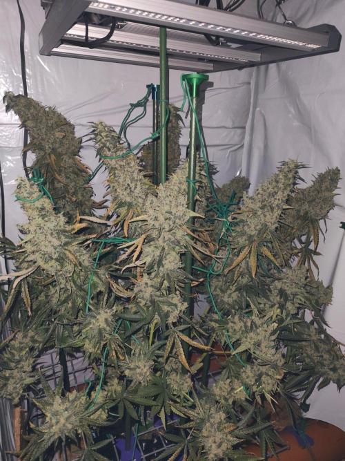 AK 47. Week 15