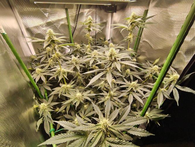 Lemon Cherry Gelato F1 Zamnesia. Week 8