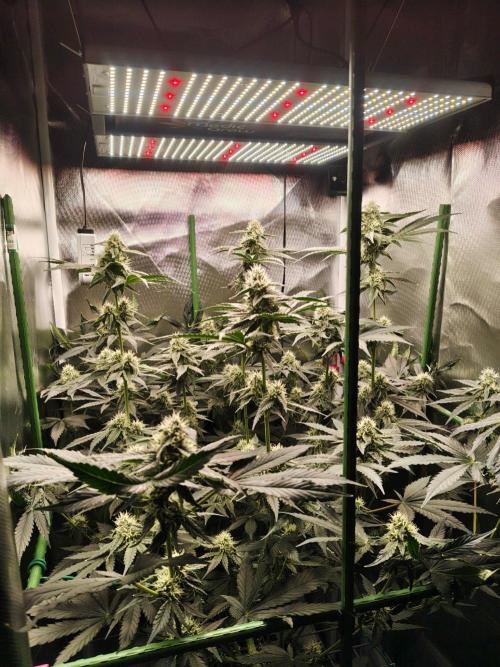 Lemon Cherry Gelato F1 Zamnesia. Week 9
