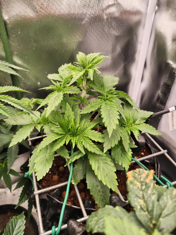 Blue Waffel F1 Zamnesia. Week 2