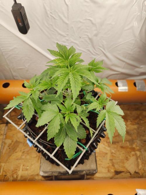 Blue Waffel F1 Zamnesia. Week 3