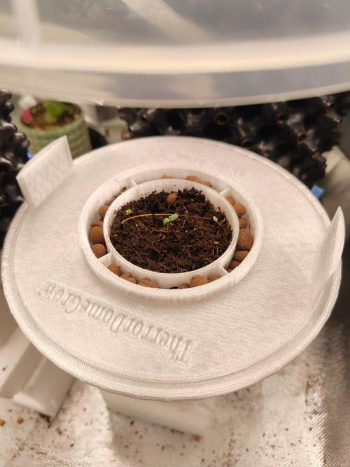 Blueberry CBD 2:1 by Zamnesia. Week 0