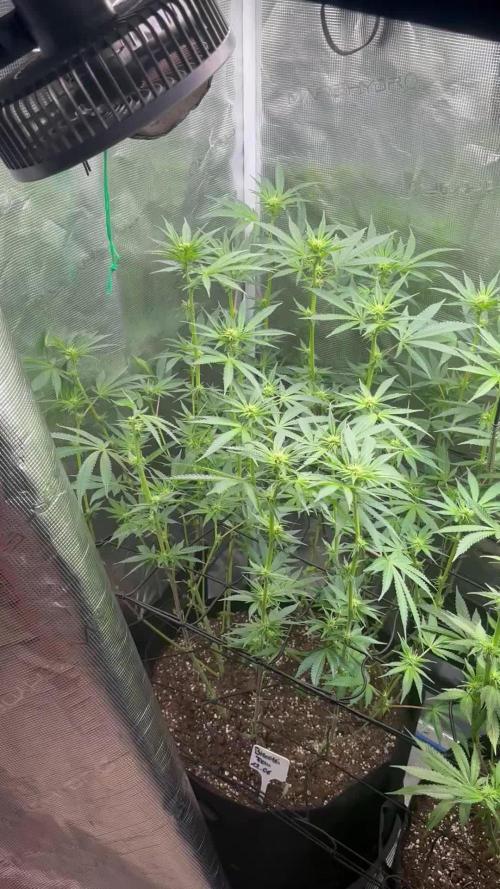 GG#4 & Biscotti Fem