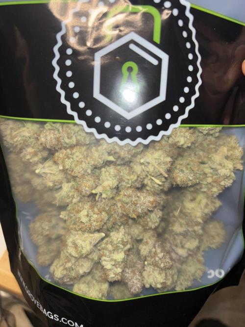 GG#4 & Biscotti Fem. Week 19