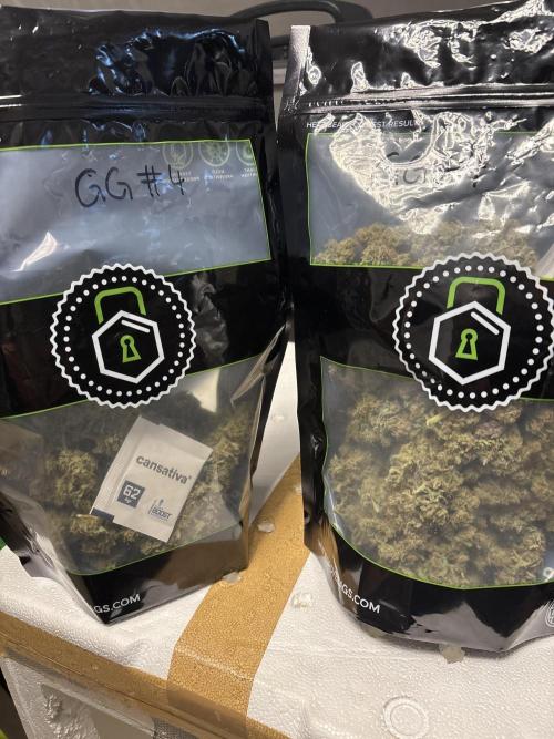 GG#4 & Biscotti Fem. Week 19