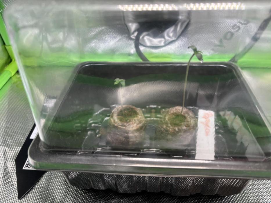 Erster Grow 2026. Week 0