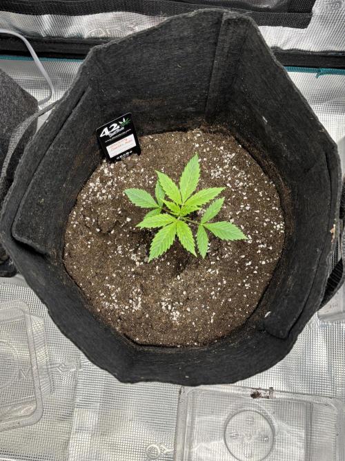 Erster Grow 2026. Week 1