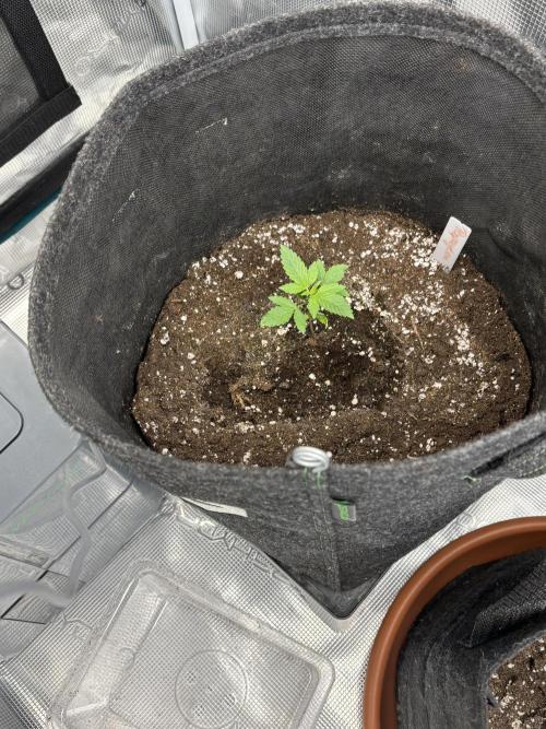 Erster Grow 2026. Week 1