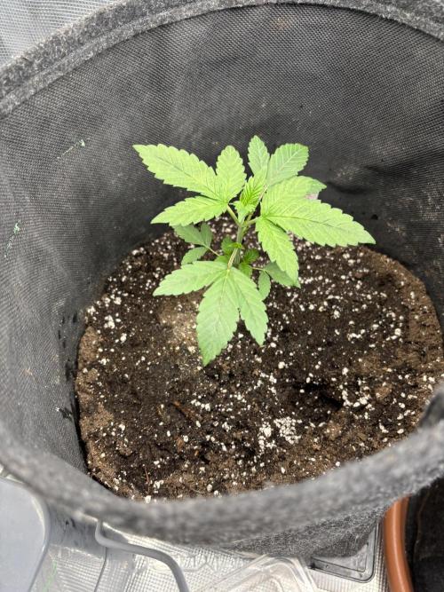 Erster Grow 2026. Week 2